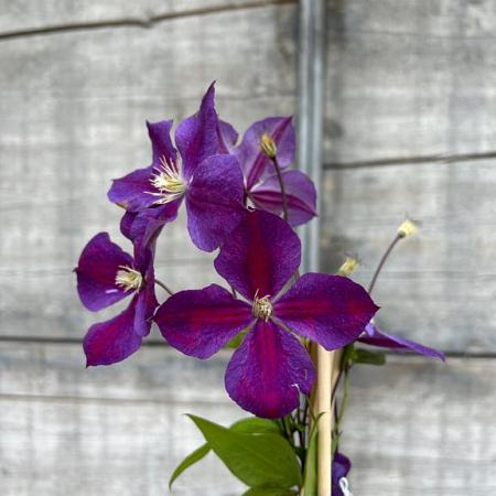 Clematis 'Star of India' Pot 2 Liter