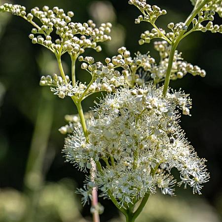 Filipendula vulgaris 'Multiplex' Pot 9 cm