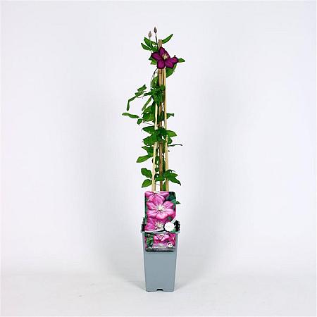 Clematis 'Ville de Lyon' Pot 2 Liter
