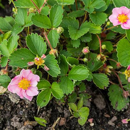 Fragaria 'Frel' Pot 9 cm