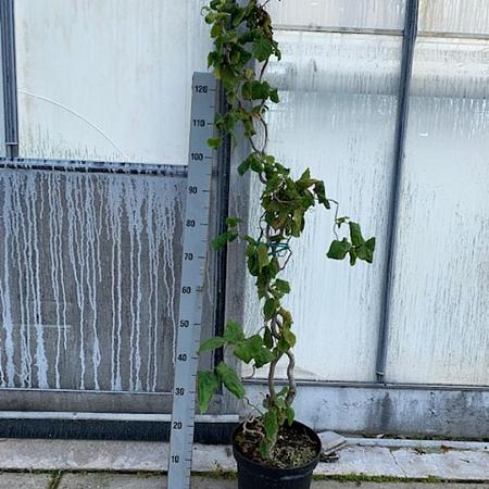 Corylus a. 'Contorta' Pot 7,5 Liter 100 - 125 cm