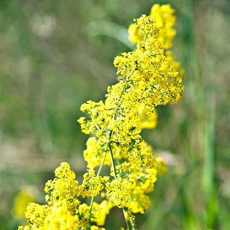Galium verum Pot 9 cm