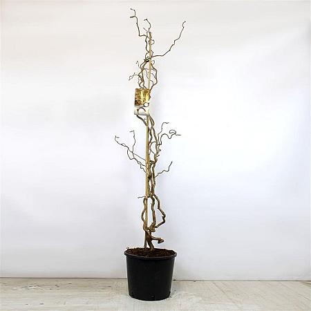 Corylus a. 'Contorta' Pot 12 liter 150 - 175 cm