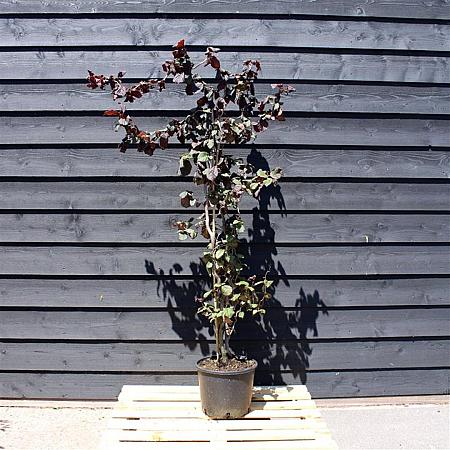 Corylus 'Red Majestic' Pot 25 Liter 175 - 200 cm