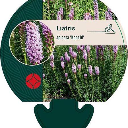 Liatris spicata 'Kobold' Pot 9 cm