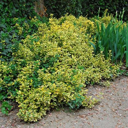 Euonymus jap. 'Ovatus Aureus' Pot 3 Liter 