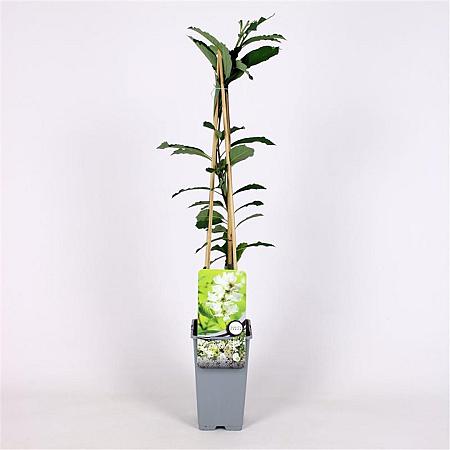 Exochorda racem. 'Niagara' Pot 2 Liter