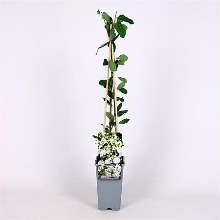 Exochorda 'The Bride' Pot 2 Liter