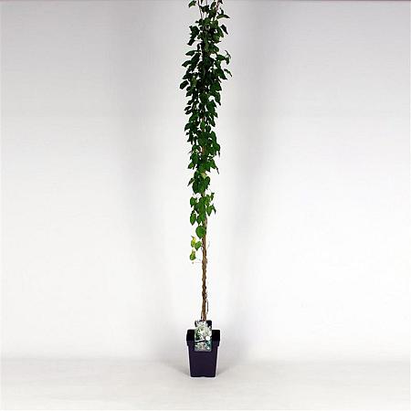Fallopia baldschuanica Pot 5 Liter 150 - 175 cm