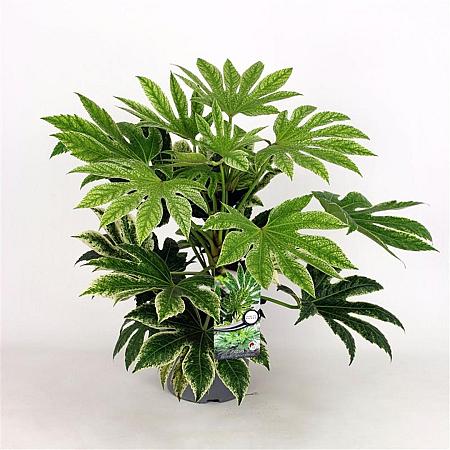 Fatsia japonica 'Spider's Web' Pot 5 Liter 