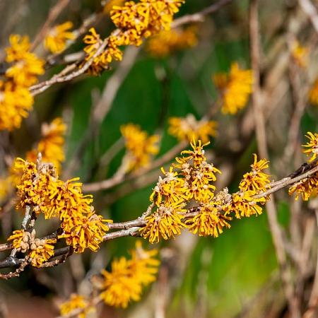 Hamamelis int. 'Aphrodite' Pot 7,5 Liter 80 - 100 cm