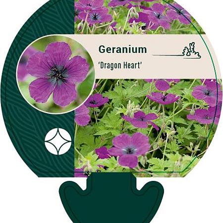 Geranium Dragon Heart Pot 9 cm