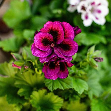 Geranium Dragon Heart Pot 9 cm