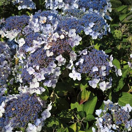 Hydrangea asp. 'Macrophylla' Pot 20 Liter 80 - 100 cm
