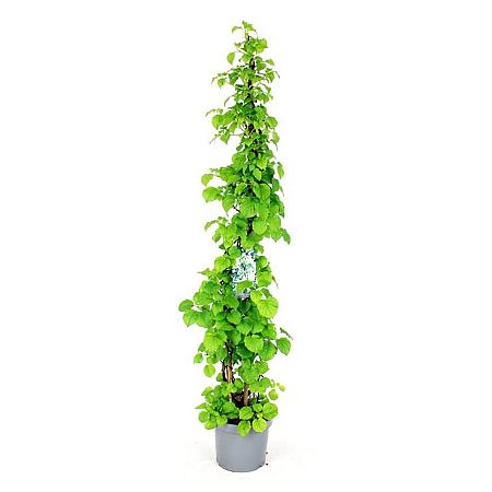 Hydrangea petiolaris Pot 15 liter 200 - 225 cm