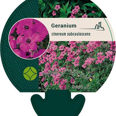 Geranium cinereum subcaulescens Pot 9 cm
