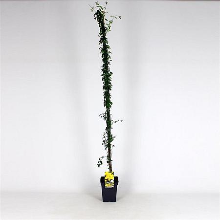 Jasminum nudiflorum Pot 5 Liter 150 - 175 cm