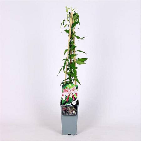 Jasminum stephanense Pot 2 Liter