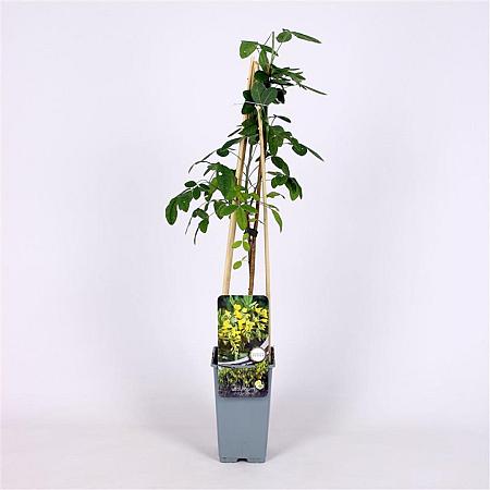 Laburnum anagyroides Pot 2 Liter