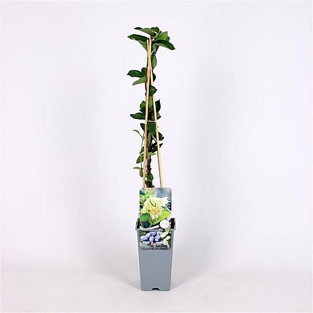 Lonicera c. 'Sinoglaska' Pot 2 Liter