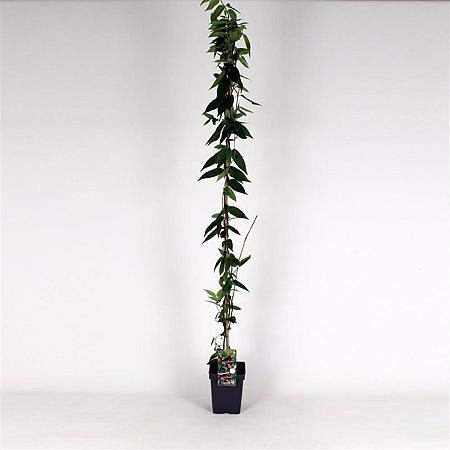 Lonicera henryi Pot 5 Liter 150 - 175 cm