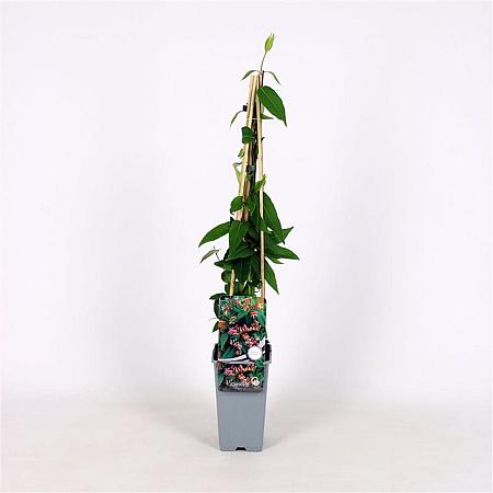 Lonicera henryi Pot 5 Liter 150 - 175 cm