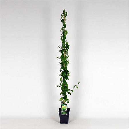 Lonicera jap. 'Hall's Prolific' Pot 5 Liter 150 - 175 cm