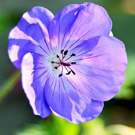 Geranium himalayense 'Gravetye' Pot 9 cm