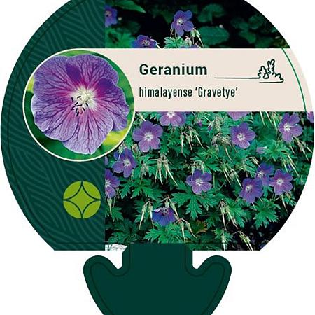 Geranium himalayense 'Gravetye' Pot 9 cm