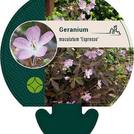 Geranium macul. 'Espresso' Pot 9 cm