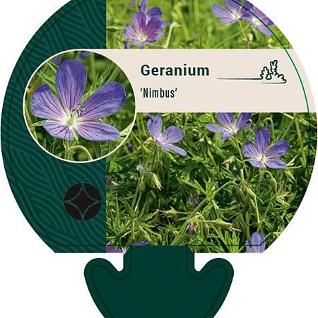 Geranium 'Nimbus' Pot 9 cm