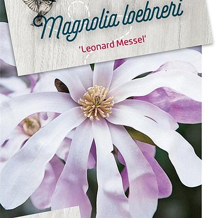 Magnolia loebneri 'Leonard Messel' Pot 5 Liter 60 - 80 cm