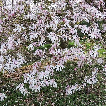 Magnolia loebneri 'Leonard Messel' Pot 12 liter Stam 100 cm