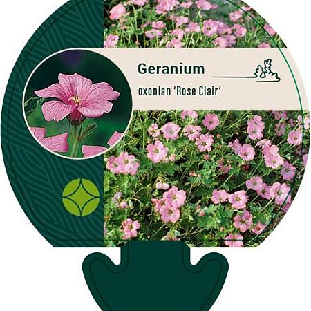 Geranium ox. 'Rose Clair' Pot 9 cm