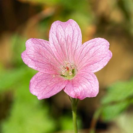 Geranium ox. 'Rose Clair' Pot 9 cm