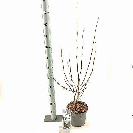 Magnolia soul. 'Superba' Pot 5 Liter 50 - 60 cm