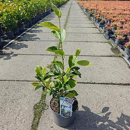 Magnolia soul. 'Superba' Pot 5 Liter 50 - 60 cm