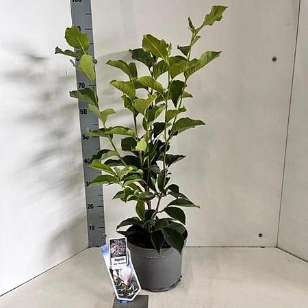 Magnolia soul. 'Superba' Pot 5 Liter 50 - 60 cm
