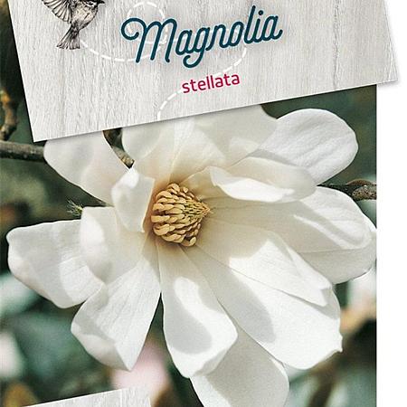 Magnolia stellata Pot 5 Liter 40 - 50 cm