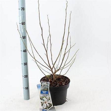 Magnolia stellata Pot 5 Liter 50 - 60 cm
