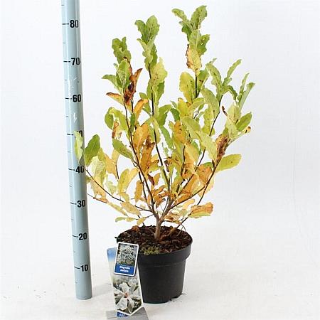Magnolia stellata Pot 5 Liter 50 - 60 cm