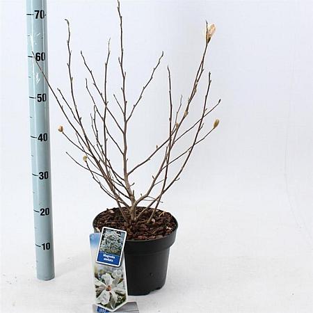 Magnolia stellata Pot 5 Liter 50 - 60 cm