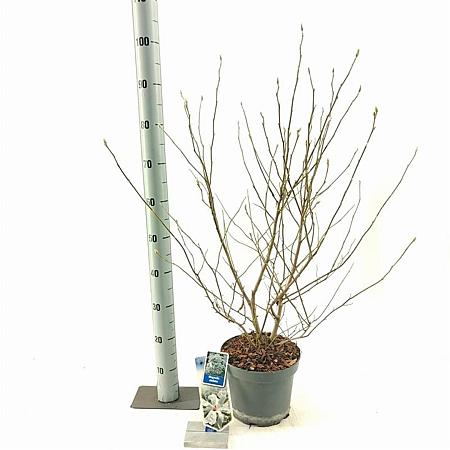 Magnolia stellata Pot 5 Liter 50 - 60 cm