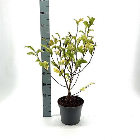 Magnolia st. 'Rosea' Pot 5 Liter 40 - 50 cm