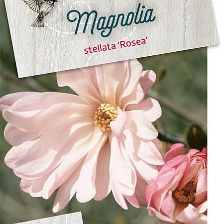 Magnolia st. 'Rosea' Pot 5 Liter 40 - 50 cm