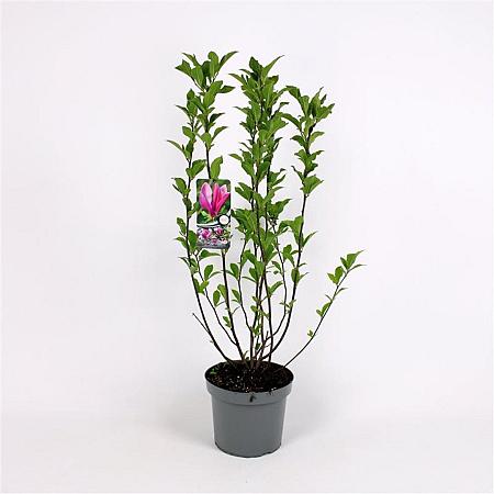 Magnolia 'Susan' Pot 7,5 Liter 100 - 125 cm