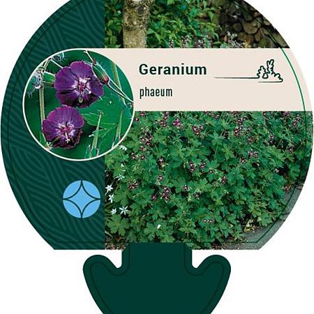 Geranium phaeum Pot 9 cm