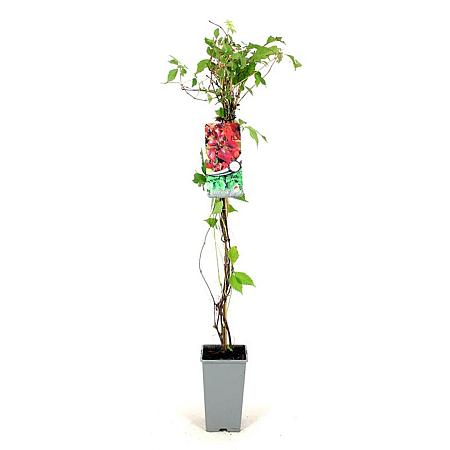 Parthenocissus quinq.engelmannii Pot 2 Liter80 - 100 cm