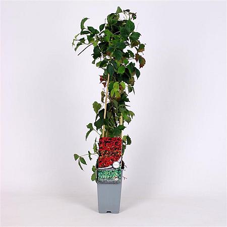 Parthenocissus tr. 'Veitchii' Pot 2 Liter