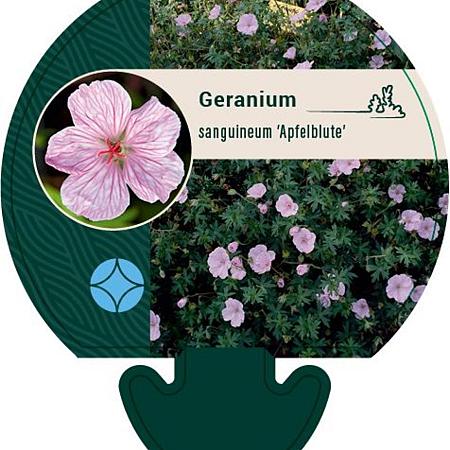 Geranium sang. 'Apfelblute' Pot 9 cm